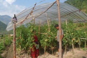 Monitoring FBS Farmars in Plastic Ghar in Rakam