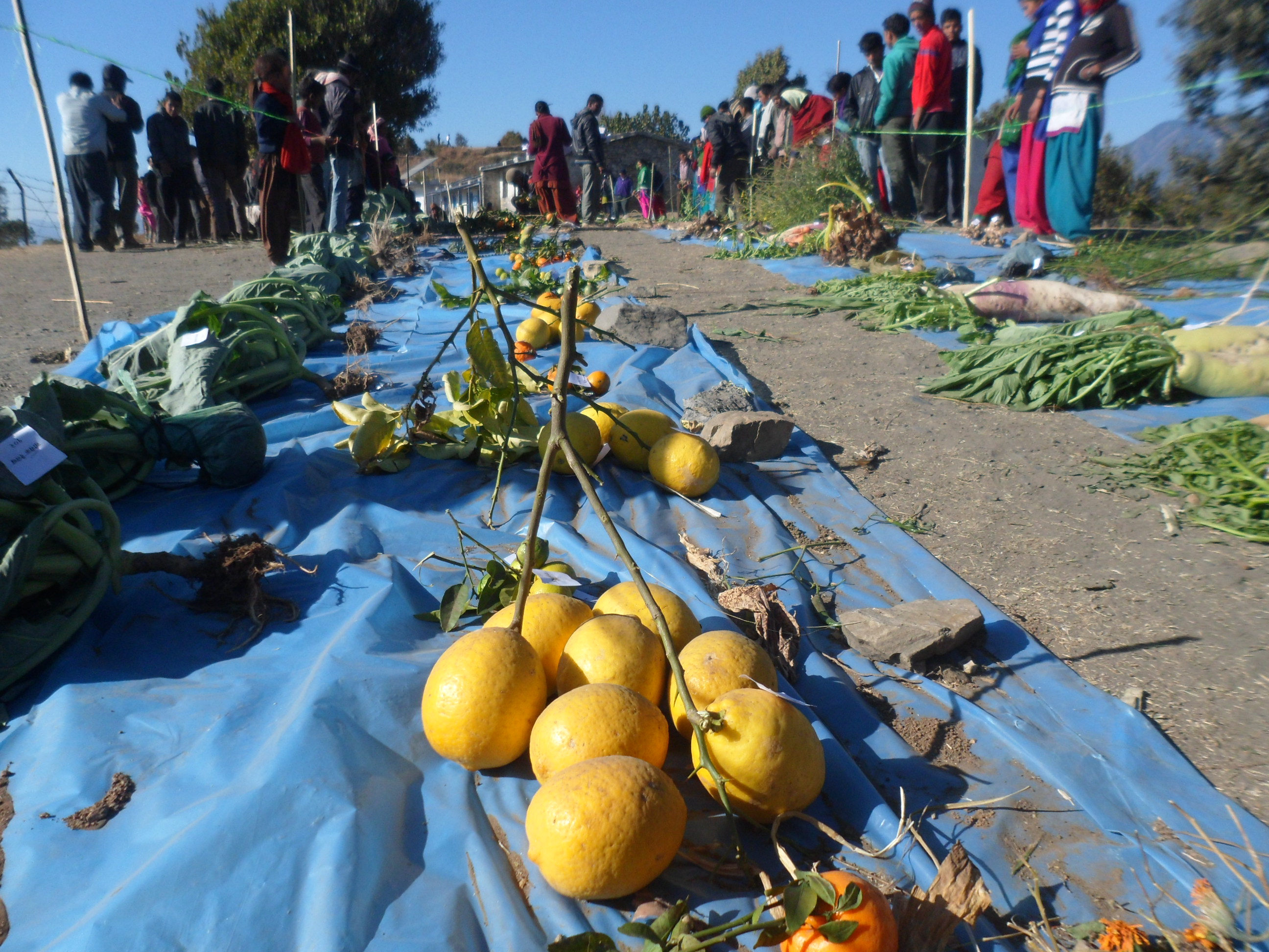 सिंहासैन गाविसमा कृषिमेला प्रदशनि, तरकारी खेति प्रति उत्साहित भए सिंहासैनवासी