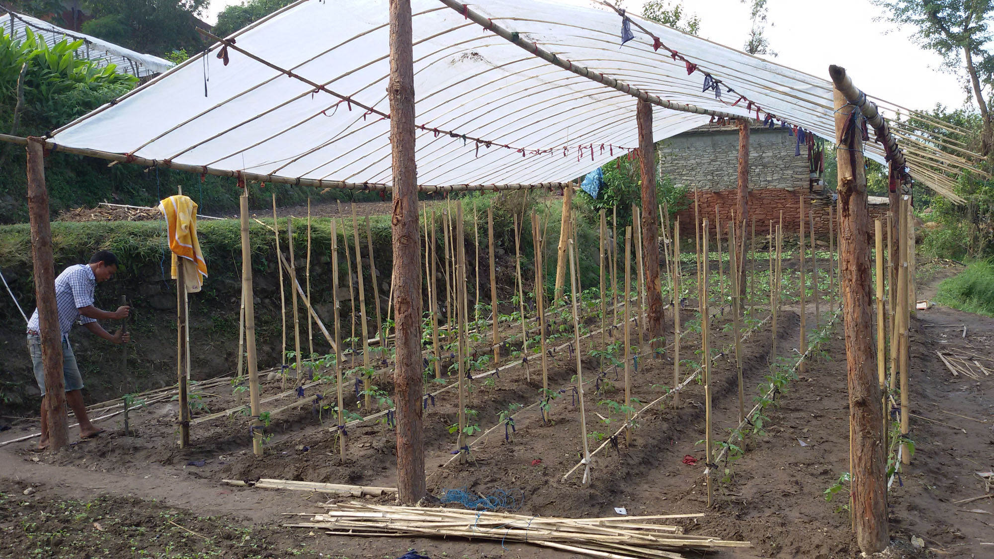 RLSFS_Photoes Vegitable farming & Maize