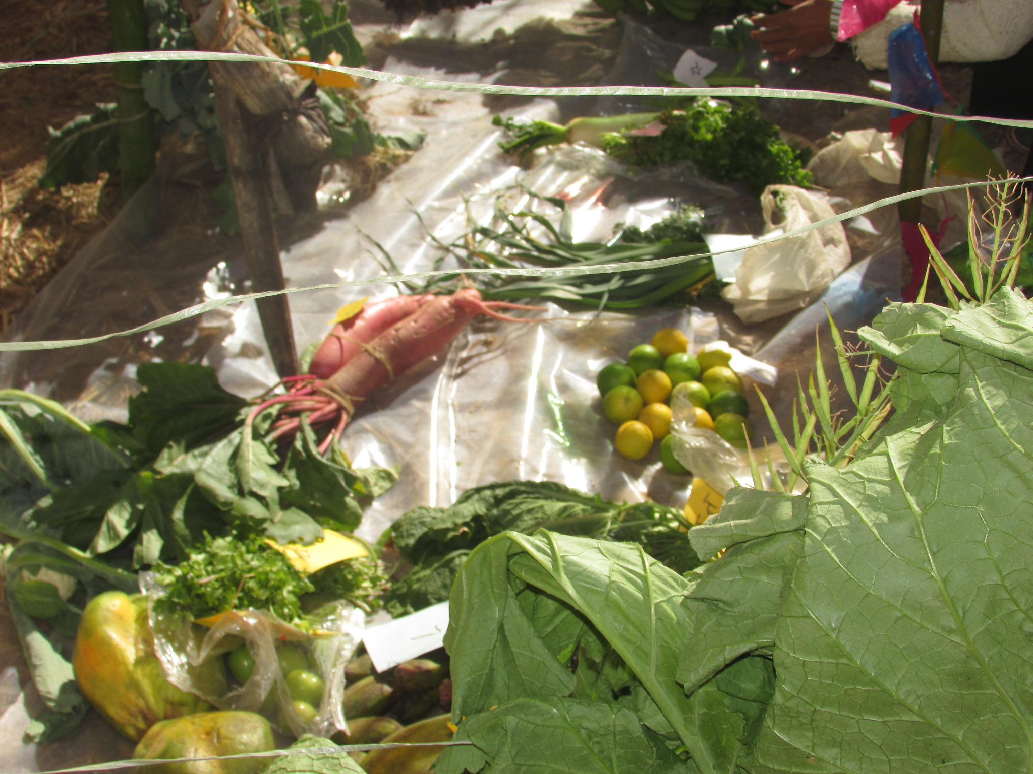 Agriculture exhibition in Bhairikalikathum