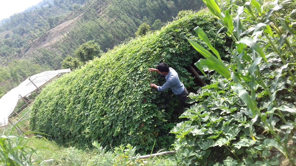 "If you are willing to do hard work, No need to seek foreign employment"